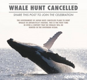 blij_nieuws_whale